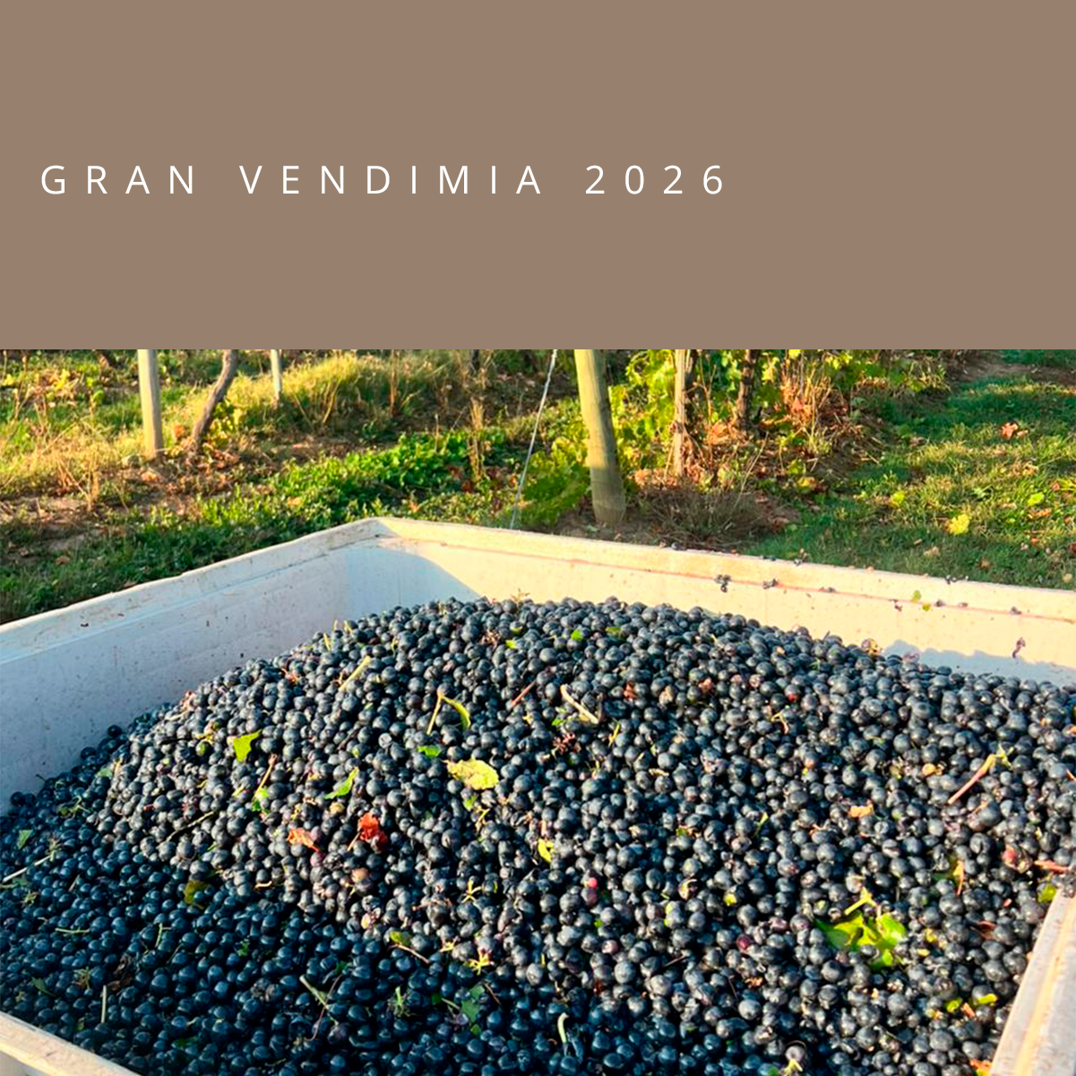 News_114_-_espa%C3%B1ol